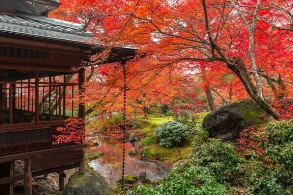 貸し切りのなか、密を避け、京都の紅葉を愛でる京都ブライトンホテルの朝活 秋の特別早朝拝観プランを販売開始