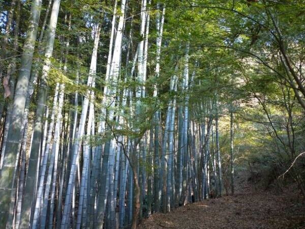 静岡県伊豆の国市　癒しの森の貸別荘スターヒルズ　「伊豆楢の森診療所」と連携し、適応障害などストレス関連の疾患を快適に療養できる環境を提供