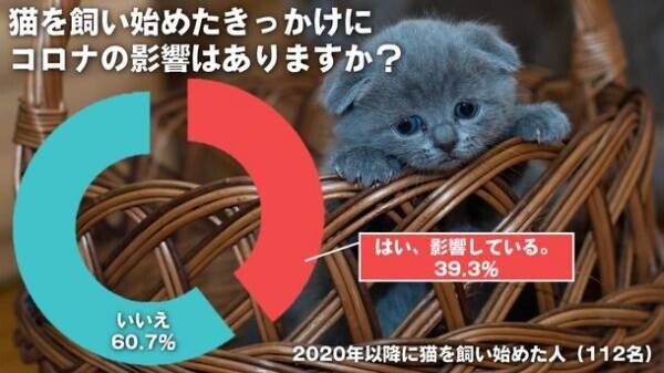 猫グッズを販売するブランド「なにわ猫」が猫に関する調査を実施　猫を飼い始める理由「新型コロナの影響」が約4割