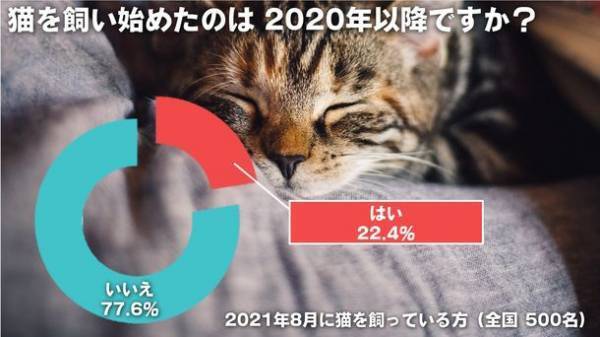 猫グッズを販売するブランド「なにわ猫」が猫に関する調査を実施　猫を飼い始める理由「新型コロナの影響」が約4割