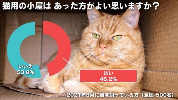 猫グッズを販売するブランド「なにわ猫」が猫に関する調査を実施　猫を飼い始める理由「新型コロナの影響」が約4割
