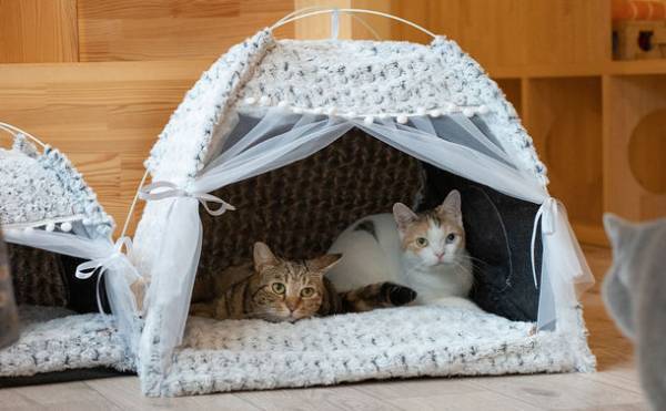 猫グッズを販売するブランド「なにわ猫」が猫に関する調査を実施　猫を飼い始める理由「新型コロナの影響」が約4割