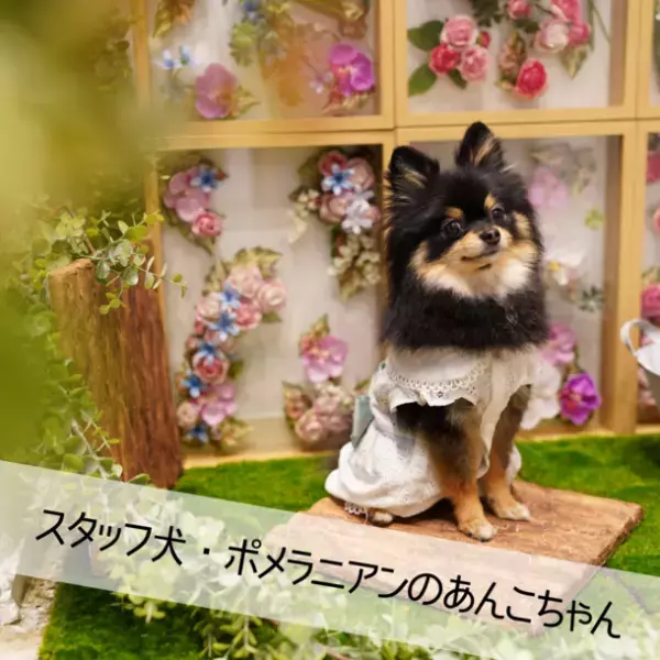 オープンから2週間でインスタフォロワー2,500人超！“安心して預けられる”話題のトリミングサロン「pofuri(ぽふり)」横浜市都筑区にオープン！