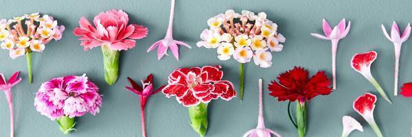 フラワーライフスタイルブランド 「FLOWERS BAKE & ICE CREAM」9月18日（土）グランドリニューアルオープン花を味わい、ココロとカラダに栄養を届ける新フラワーメニュー誕生全フードメニューは、イートイン、テイクアウトいずれも可能