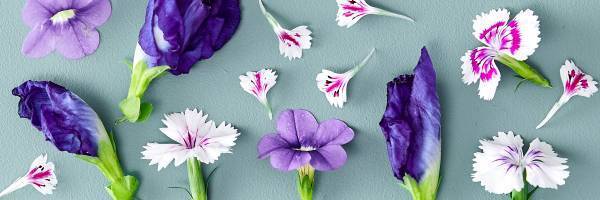 フラワーライフスタイルブランド 「FLOWERS BAKE & ICE CREAM」9月18日（土）グランドリニューアルオープン花を味わい、ココロとカラダに栄養を届ける新フラワーメニュー誕生全フードメニューは、イートイン、テイクアウトいずれも可能