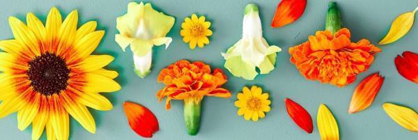 フラワーライフスタイルブランド 「FLOWERS BAKE & ICE CREAM」9月18日（土）グランドリニューアルオープン花を味わい、ココロとカラダに栄養を届ける新フラワーメニュー誕生全フードメニューは、イートイン、テイクアウトいずれも可能