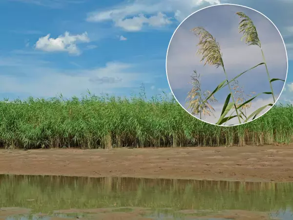 学習船「スイスク」親子教室は「生き物」を学習！