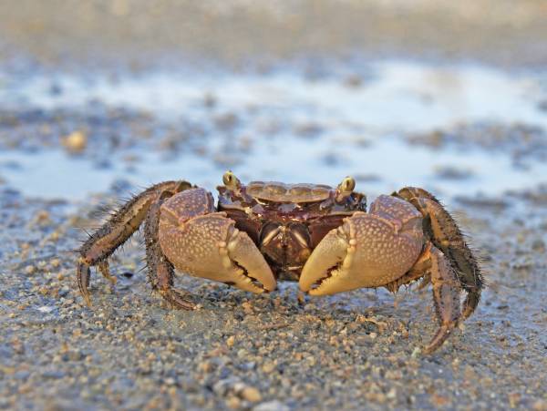 学習船「スイスク」親子教室は「生き物」を学習！