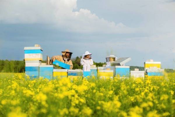 北欧リトアニア産リンデン(菩提樹)高級「生」はちみつのファミリーサイズ(500g)のクラウドファンディングをCAMPFIREで9月28日(火)より開始