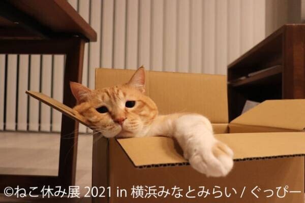 初の秋開催！SNSで人気の猫作品は癒し度MAX＆限定イベント実施「ねこ休み展 2021 in 横浜みなとみらい」10/9～10/24開催！