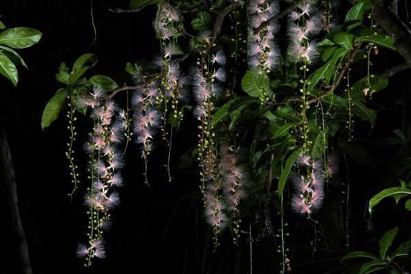 中川大志と巡る、星と幻の花を探す旅『Night Flower ～星ふる島の一夜花～』2021年11月19日(金)より上映！