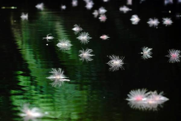 中川大志と巡る、星と幻の花を探す旅『Night Flower ～星ふる島の一夜花～』2021年11月19日(金)より上映！