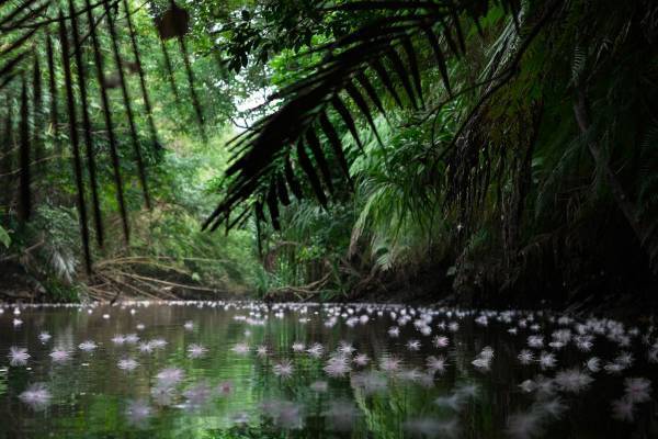 中川大志と巡る、星と幻の花を探す旅『Night Flower ～星ふる島の一夜花～』2021年11月19日(金)より上映！