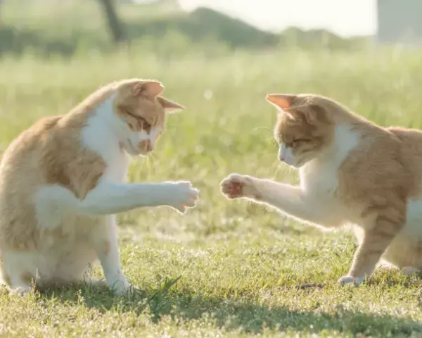 買って応援　犬猫殺処分ゼロへ　応募作品で作られた2022年チャリティーカレンダーを限定販売！第12回「いのちつないだワンニャン写真・動画コンテスト」環境大臣賞も発表