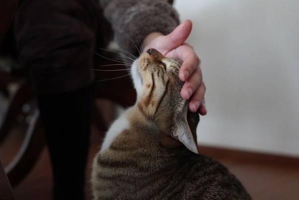 買って応援　犬猫殺処分ゼロへ　応募作品で作られた2022年チャリティーカレンダーを限定販売！第12回「いのちつないだワンニャン写真・動画コンテスト」環境大臣賞も発表