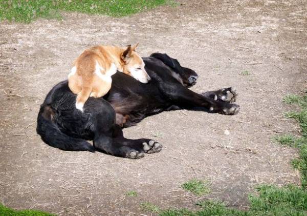 買って応援　犬猫殺処分ゼロへ　応募作品で作られた2022年チャリティーカレンダーを限定販売！第12回「いのちつないだワンニャン写真・動画コンテスト」環境大臣賞も発表