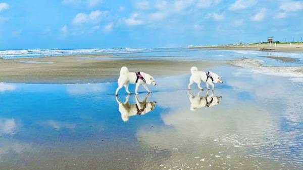 買って応援　犬猫殺処分ゼロへ　応募作品で作られた2022年チャリティーカレンダーを限定販売！第12回「いのちつないだワンニャン写真・動画コンテスト」環境大臣賞も発表