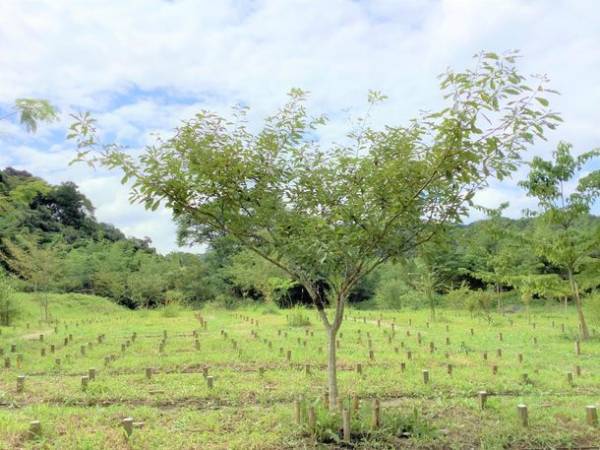 “自然の森をつくるお墓”　千葉県長南町のふるさと納税返礼品に10月より採用