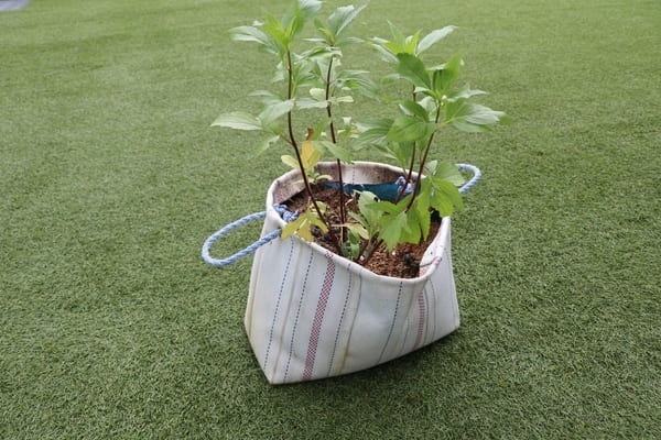 絶滅寸前種「フジバカマ」鉢植えを嵐電北野線の全駅に展示