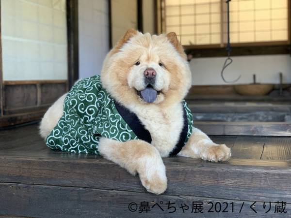 累計10万人動員！パグやシーズー“鼻ぺちゃ犬”の祭典にレア犬種「チャウチャウ」など新登場！『鼻ぺちゃ展 2021』10/22～開催