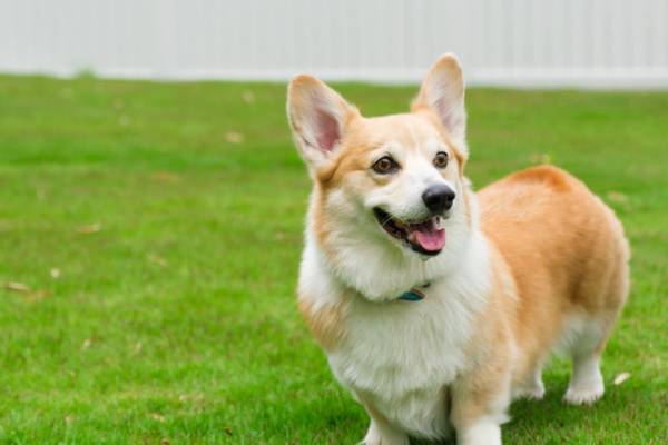 ドッグラン、トリミングサロン、トレーニング＆しつけ教室、ペットセレモニーまでワンちゃんとパートナーが楽しく過ごせる複合施設『WAKUWAKUドッグランド神戸六甲』が兵庫県にオープン！