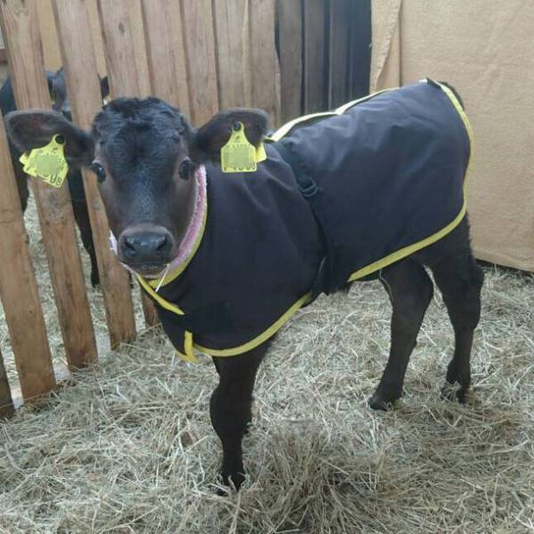 仔牛の防寒保温対策に！毎年好評な「カーフジャケット」アルミ生地にキルト加工を施し10月10日に新発売！