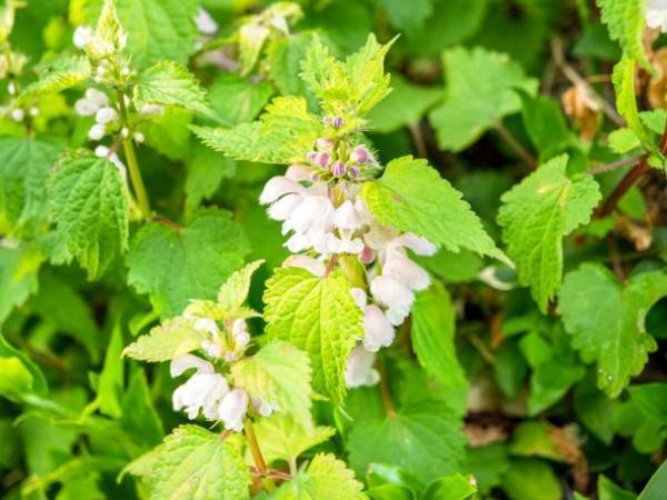 15年間肌荒れの方を守り続けたまかないコスメ遂に発売！頼れる肌荒れ対策ジェル「AC107」