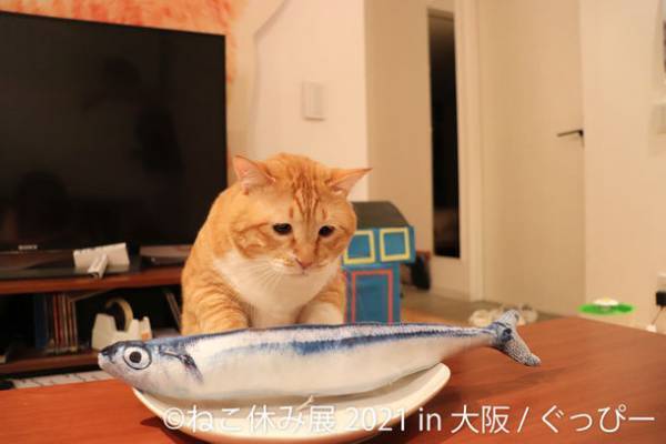 1年ぶりの大阪「ねこ休み展」は“にゃんこハロウィン”仕様♪　最大規模で10/22～開催！スター猫大集合＆限定フォトスポットも