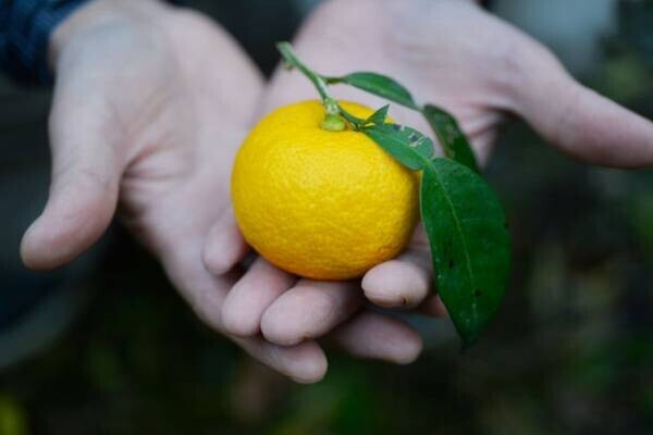 乾燥する肌を潤いの膜で保護する冬季限定「柚子(ゆず)の全身保湿クリーム」10月20日(水)新発売