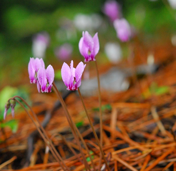 【六甲高山植物園】原種シクラメン500株の群落「原種シクラメンとダイヤモンドリリー展」