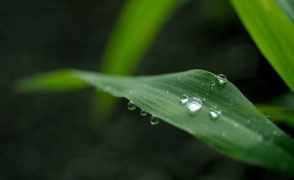 業界初！オーガニックの「ハトムギ葉エキス」配合　2層式美容液をハトムギ専門会社が開発、10月1日発売