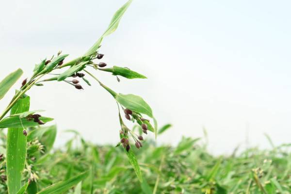 業界初！オーガニックの「ハトムギ葉エキス」配合　2層式美容液をハトムギ専門会社が開発、10月1日発売