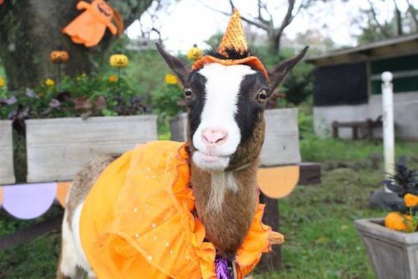 千葉県「成田ゆめ牧場」にて『魔女ヤギさんとハイチーズ』を2021年10月17日・24日・31日に開催！
