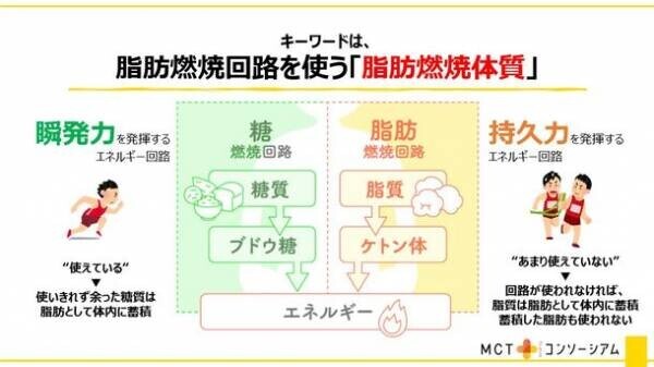 なかなか痩せられない“不燃体質”をチェンジ！“脂肪燃焼体質”の最新研究結果を発表