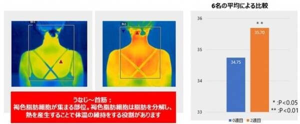 なかなか痩せられない“不燃体質”をチェンジ！“脂肪燃焼体質”の最新研究結果を発表