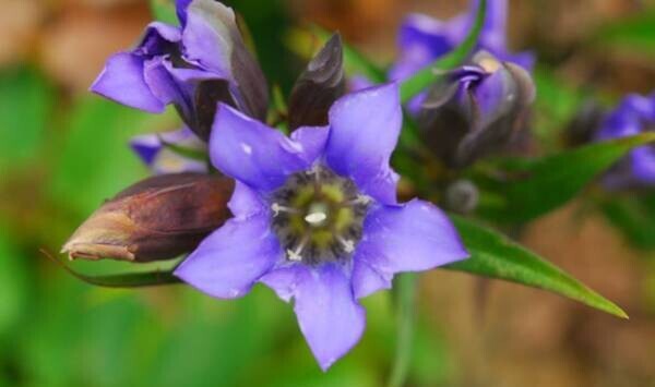 日本の里山の秋を彩る 鮮やかな瑠璃色の花「リンドウ」が見頃です