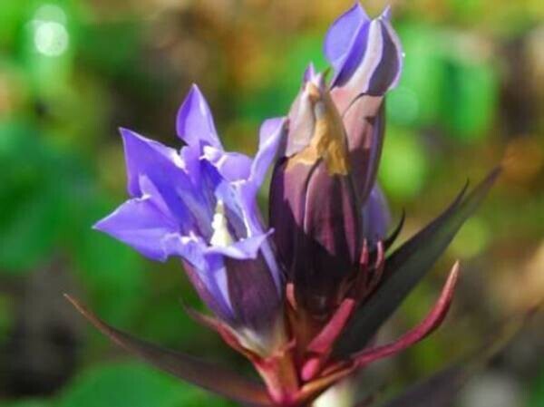 日本の里山の秋を彩る 鮮やかな瑠璃色の花「リンドウ」が見頃です