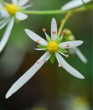 日本の里山の秋を彩る 鮮やかな瑠璃色の花「リンドウ」が見頃です