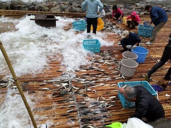 岐阜県の「天然鮎みやちか」が天然鮎漁獲の伝統的な手法「ヤナ漁」の実態を初公開！