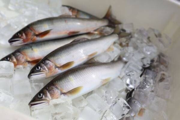岐阜県の「天然鮎みやちか」が天然鮎漁獲の伝統的な手法「ヤナ漁」の実態を初公開！