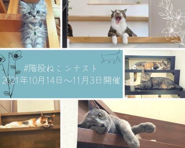 人だけでなく猫にも住みよい階段を　階段専門メーカーがペット×住まいの質向上に向けて「階段ねこンテスト」を開催