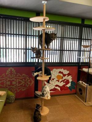 人だけでなく猫にも住みよい階段を　階段専門メーカーがペット×住まいの質向上に向けて「階段ねこンテスト」を開催