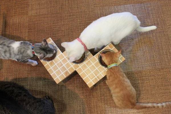 人だけでなく猫にも住みよい階段を　階段専門メーカーがペット×住まいの質向上に向けて「階段ねこンテスト」を開催