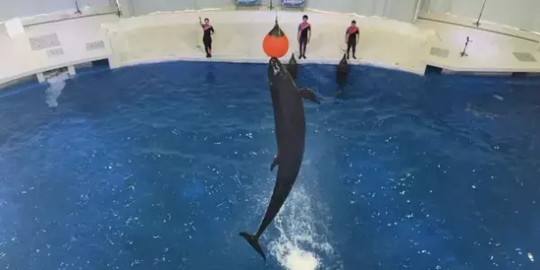 世界初！「SwipeVideo」を使用した新映像配信サービスがスタート！2021年10月11日(月)より配信開始