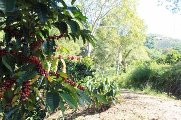 キーコーヒーから新品種が登場！優れたカップクオリティと高い生産性を持つ『スターマヤ コスタリカSHB』10/18～数量限定で発売