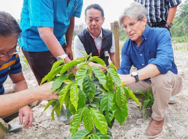 キーコーヒーから新品種が登場！優れたカップクオリティと高い生産性を持つ『スターマヤ コスタリカSHB』10/18～数量限定で発売