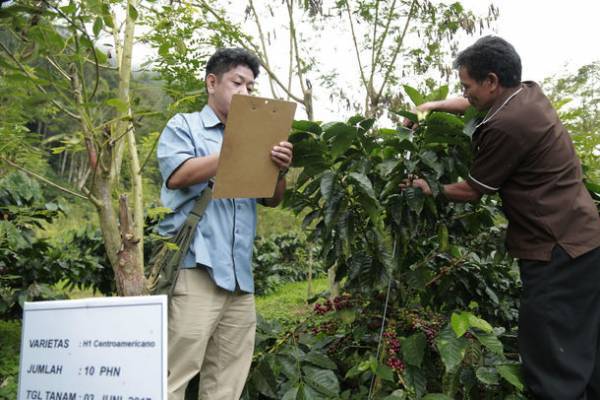 キーコーヒーから新品種が登場！優れたカップクオリティと高い生産性を持つ『スターマヤ コスタリカSHB』10/18～数量限定で発売