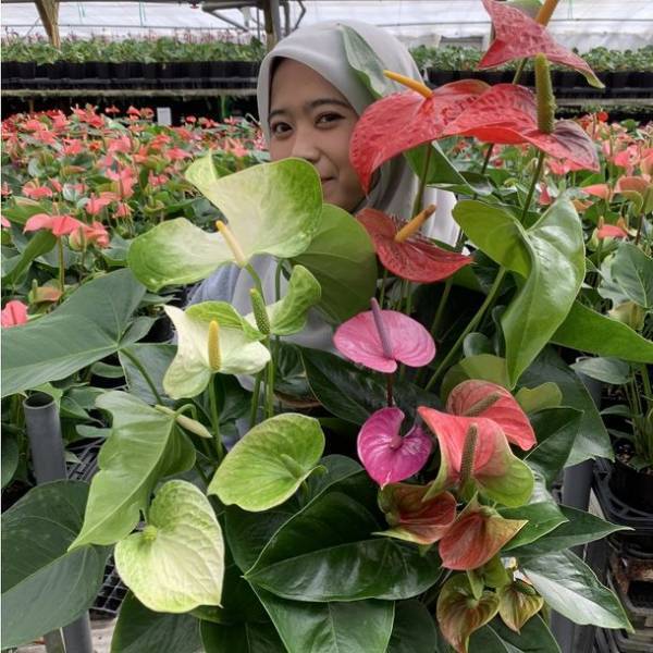 アンスリウム「熟成 紅うちわ」を2021年10月15日よりオンライン限定で提供＜生花店には並ばない最高品質＞