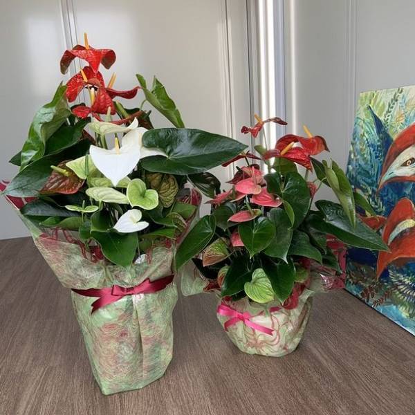 アンスリウム「熟成 紅うちわ」を2021年10月15日よりオンライン限定で提供＜生花店には並ばない最高品質＞