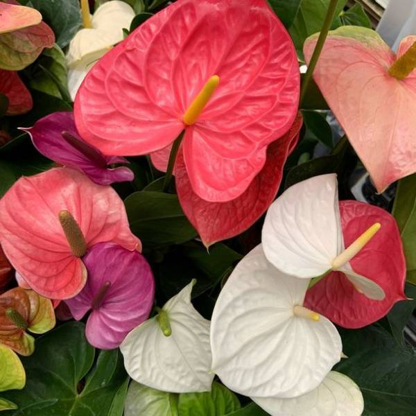 アンスリウム「熟成 紅うちわ」を2021年10月15日よりオンライン限定で提供＜生花店には並ばない最高品質＞